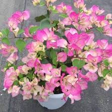 Rosa-weiße Bifolia Blumensamen – Alte Sorte, gentechnikfrei, keimstark, Bio-Gartensamen zum Pflanzen