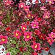 Saxifrage Flower Seeds Pink – Heirloom Non-GMO High Germination Organic Seeds