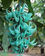 Strongylodon Flower Seeds Green – Heirloom, Non-GMO, High Germination Organic Garden Seeds