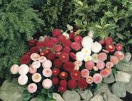 Gefüllte Gänseblümchen Pomponette Blumensamen – Alte Sorte gentechnikfrei, hohe Keimrate