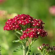 Red Yarrow Flower Seeds – Heirloom, Non-GMO, High Germination Organic Garden Seeds