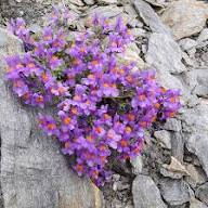 Linaria Alpina Flower Seeds Purple – Heirloom Non-GMO High Germination