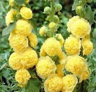 Yellow Double Petal Hollyhock Flower Seeds – Heirloom Non-GMO High Germination Organic Seeds