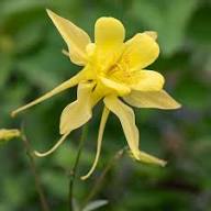 Yellow Columbine Flower Seeds – Heirloom, Non-GMO, High Germination Organic Garden Seeds