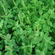 Green Basil Plant Seeds Heirloom Non-GMO High Germination Organic Garden Seeds for Planting
