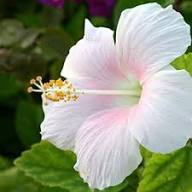 Rare Pink White Hibiscus Flower Seeds Heirloom Non-GMO High Germination Organic Garden Seeds for Planting
