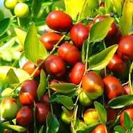 Jujuba Seeds Heirloom Non-GMO High Germination Organic Garden Seeds for Planting