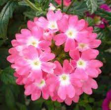 Verbena Flower Seeds Pink for Planting – Heirloom, Non-GMO, High Germination