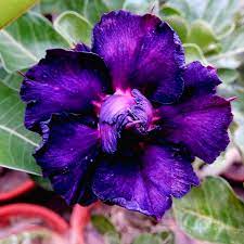 purple peakfha flower seeds