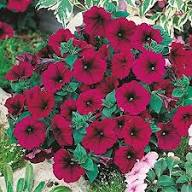 Red Surfinia Flower Seeds Heirloom Non-GMO High Germination Organic Garden Seeds for Planting