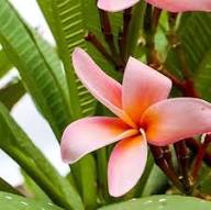 Semillas de flor de plumeria granate – Cimbra, no modificadas genéticamente, semillas de jardín orgánicas de alta germinación para plantar