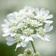 White Orlaya Flower Seeds – Heirloom, Non-GMO, High Germination Organic Garden Seeds for Planting