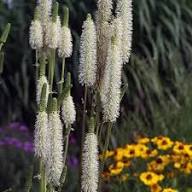 White Sanguisorba Flower Seeds for Planting – Heirloom, Non-GMO, High Germination