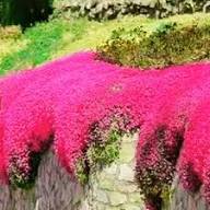 Rosa Kriechender Thymian Blumensamen – Alte Sorte gentechnikfrei hohe Keimfähigkeit