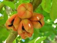 Ackee Seeds Orange Heirloom Non-GMO High Germination Organic Garden Seeds for Planting