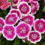 White Marron Dianthus Flower Seeds Heirloom Non-GMO High Germination Organic Garden Seeds