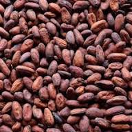 Brown Cacao Fruit Seeds – Heirloom, Non-GMO, High Germination Organic Garden Seeds | Seeds for Planting