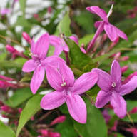 Perennial Jasmine Flower Seeds Purple – Heirloom, Non-GMO, High Germination Organic Garden Seeds