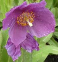 Purple Meconopsis Flower Seeds – Heirloom, Non-GMO, High Germination Organic Garden Seeds for Planting Seeds for Planting
