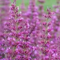 Riesenysop-Samen Rosa – Alte Sorte, gentechnikfrei, keimfreudige Samen zum Pflanzen