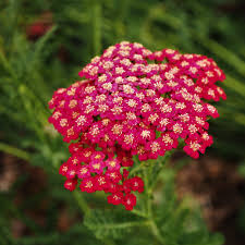red achillea flower seeds