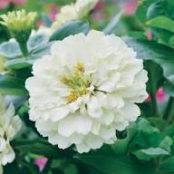 Zinnia Flower Seeds White – Heirloom Non-GMO High Germination Organic Garden Seeds
