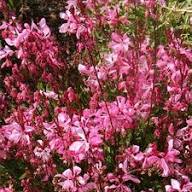 Perennial Guara Flower Seeds Red for Planting – Heirloom Non-GMO Organic Garden Seeds High Germination