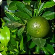 Calamansi Seeds Green for Planting – Heirloom Non-GMO High Germination Organic Garden Seeds