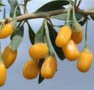 Yellow Mimusops Seeds Heirloom Non-GMO High Germination Organic Garden Seeds for Planting