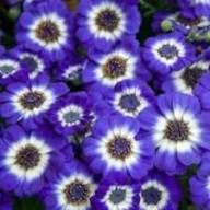 White Violet Cineraria Flower Seeds Heirloom Non-GMO High Germination Organic Garden Seeds