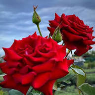Red Rugosa Flower Seeds for Planting – Heirloom, Non-GMO, High Germination Organic Garden Seeds