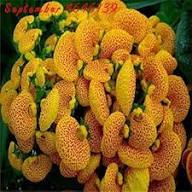 Yellow Maroon Calceolaria Flower Seeds – Heirloom, Non-GMO, High Germination Organic Seeds