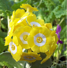 Yellow Primula Auricula Flower Seeds – Heirloom, Non-GMO, High Germination Organic Garden Seeds for Planting.