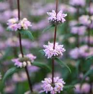 Purple Phlomis Flower Seeds Heirloom Non-GMO High Germination Organic Garden Seeds for Planting