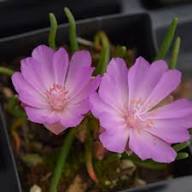 Rediviva Flower Seeds for Planting – Heirloom Non-GMO High Germination Organic Garden Seeds