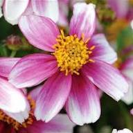 Pink Bidens Flowers Seeds Heirloom Non-GMO High Germination Organic Garden Seeds for Planting
