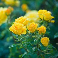 Yellow Rosa Xanthina Flower Seeds for Planting | Heirloom Non-GMO Organic