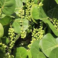 Green Coccoloba Uvifera Seeds Heirloom Non-GMO High Germination Organic Garden Seeds for Planting