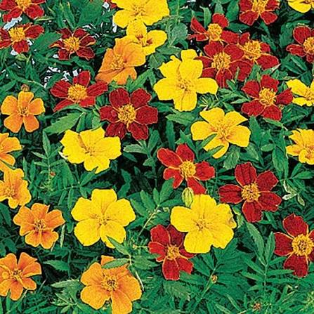French Disco Mix Marigold Seeds for Planting – Heirloom, Non-GMO Garden Seeds
