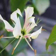 White Yucca Gloriosa Flower Seeds – Heirloom Non-GMO Organic Garden Seeds for Planting
