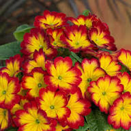 Yellow Red Primrose Flower Seeds – Heirloom, Non-GMO, High Germination Organic Seeds