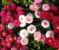 Gefüllte Gänseblümchen Pomponette Blumensamen – Alte Sorte gentechnikfrei, hohe Keimrate