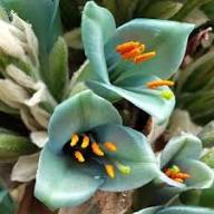 Puya Alpestris Flower Seeds Green Heirloom Non-GMO High Germination Organic Garden Seeds for Planting