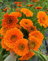 Greenheart Orange Calendula Flower Seeds for Planting | Heirloom Garden Seeds