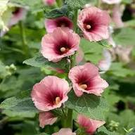 Zebrina Mini Hollyhock Flower Seeds – Heirloom Non-GMO High Germination Organic Garden Seeds