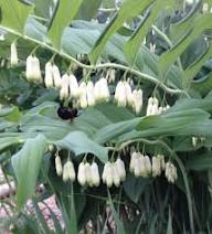 White Polygonatum Flower Seeds – Heirloom Non-GMO High Germination Organic Garden Seeds
