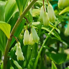 Yellow Polygonatum Flowers Seeds – Heirloom Non-GMO High Germination Organic Garden Seeds