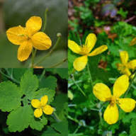 Yellow Celandine Flower Seeds – Heirloom, Non-GMO, High Germination Organic Garden Seeds