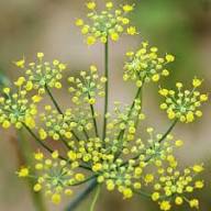 Fennel Plant Seeds Heirloom Non-GMO High Germination Organic Garden Seeds for Planting