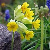 Primula Veris Flower Seeds for Planting – Heirloom Non-GMO High Germination Organic Garden Seeds